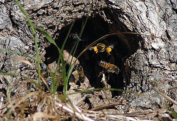 Beehive in ღრუ: როგორ ველური bees ცხოვრობენ და შეიძლება ისინი შინაური?