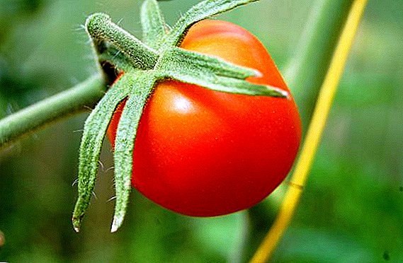 ردیف گوجه فرنگی خرد شده در اوایل زودرس زودرس