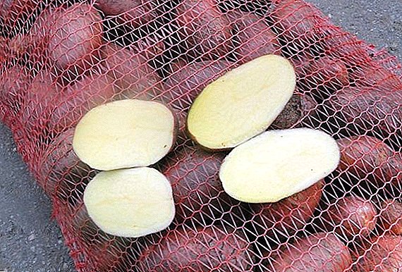 Ultra nutriti varietatem Bellarosa potatoes