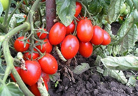Li-Roma tsa Generic Tomate