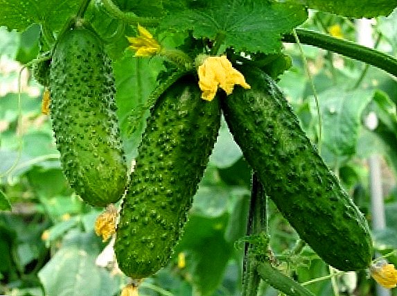 Ural Zelentsy: mafi kyau cucumbers ga Urals