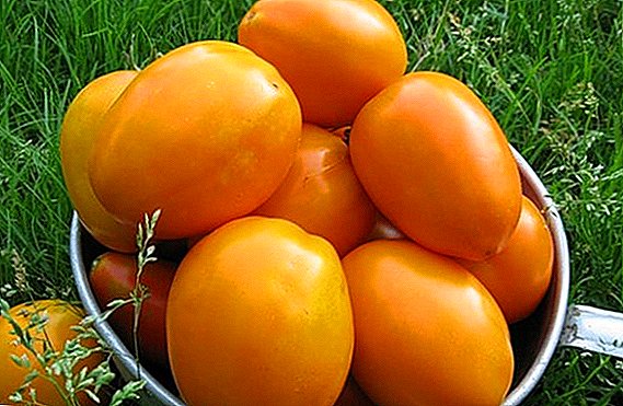 Sede ak gwo-fruited: varyete siwo myèl sove tomat