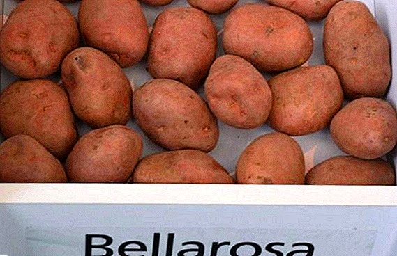 Harvest potato variety "Cherry" ("Bellarosa")