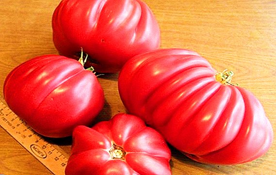 Produktibitatea eta deskribapena tomate barietate "Red Fig" eta "Pink"