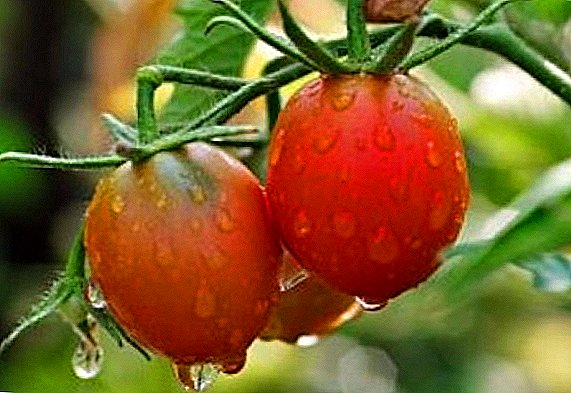 Fenomeno arrosa barietateko tomatearen produktibitatea eta laborantza ezaugarriak