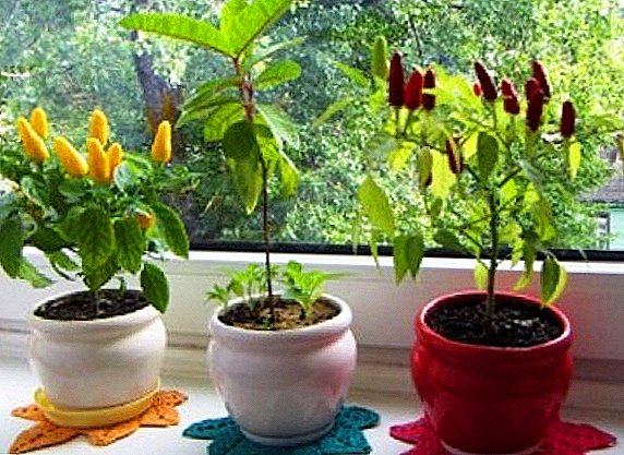 အိမ်မှာငရုတ်ကောင်းမျိုးစေ့အပင်ပေါက်ရန်အတွက်၏အခြေအနေများနှင့်နည်းလမ်းများ