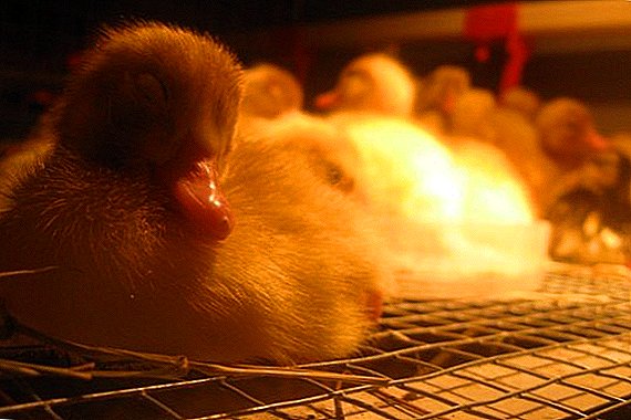Termat dhe kushtet për rritjen e ducklings në një inkubator