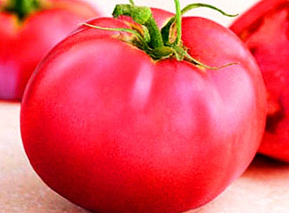 Steady lan uncompromising: macem-macem tomat "Demidov"