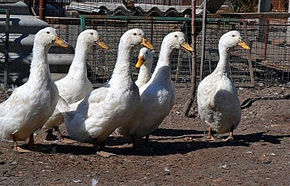 Duck White White: incazelo yesiphambano, izimpawu zokugcina ekhaya