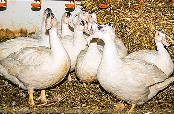 Bebek nyabrang karo goose: deskripsi jenis bebek bebek