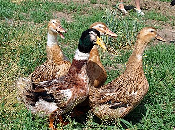 Bashkir Ducks: Ezaugarriak, Pros eta Cons