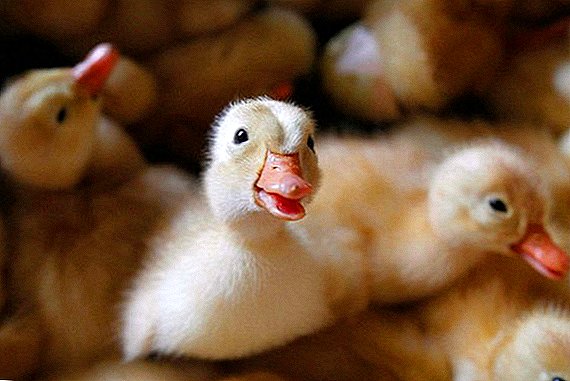 Ducklings ၎င်းတို့၏ခြေထောက်ပေါ်ပြုတ်ကျသေဆုံး: အကြောင်းရင်းများနှင့်ကုသရေး