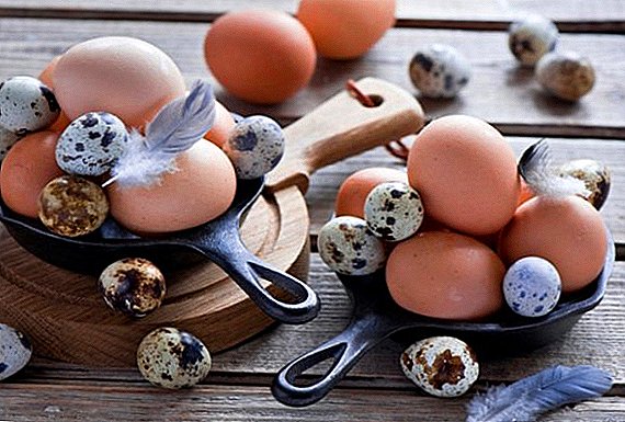 Cili është dallimi në mes të vezëve të pështymës dhe pulave