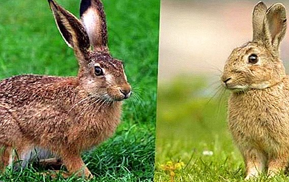 ایک خرگوش اور ایک ہار کے درمیان کیا فرق ہے