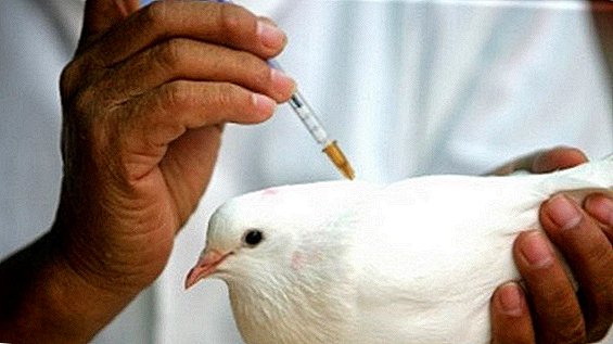 واکسیناسیون کبوتر: وقتی، چگونه و چه کاری انجام می شود