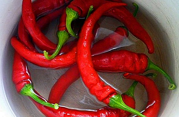 Vruća crvena paprika - Povrće