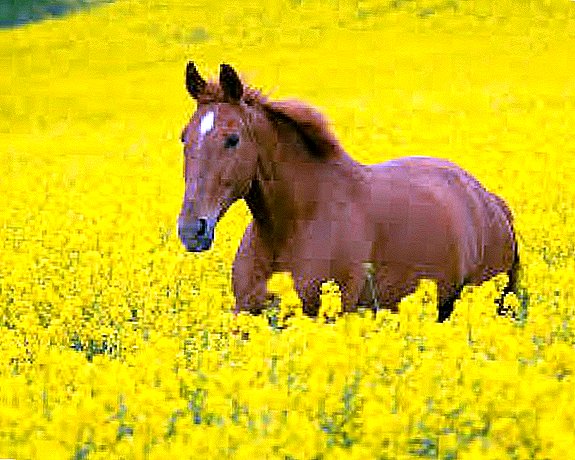 Коњски раси: опис и слика
