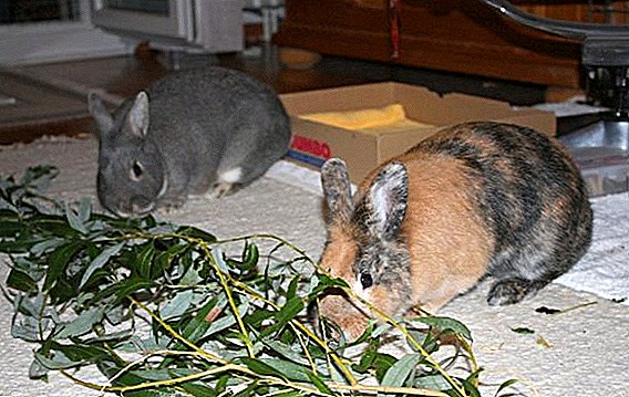 Alimentos ramificados para coellos: que ramas se poden dar