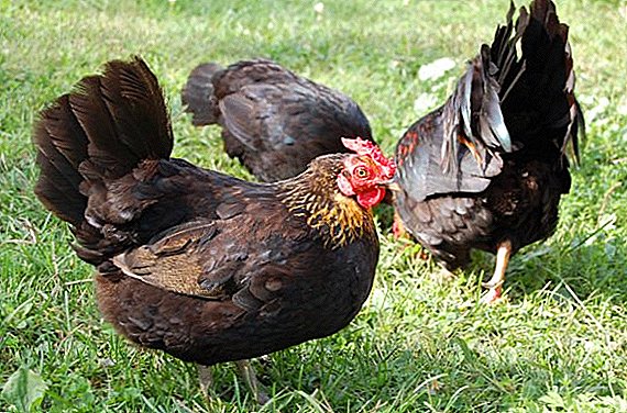 Elixir boas galiñas que se pon, carne de galiña, galiñas para as galiñas