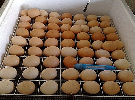 Elección de ovos de calidade para a incubación
