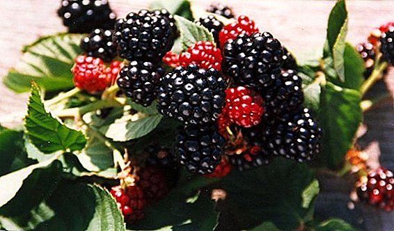 Chwazi pi bon varyete yo sezon fredi blackberry