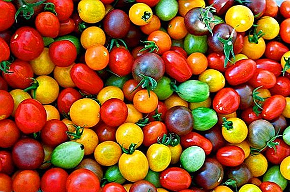 Zgjedhja e varieteteve me rritje të ulët të domate për serra