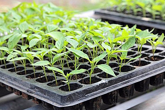 Seedlings জন্য সঠিক ক্ষমতা নির্বাচন