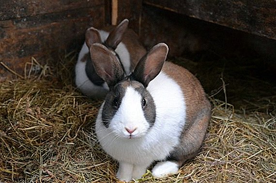 انتخاب یک قفس برای خرگوش و نحوه انجام آن به خودتان