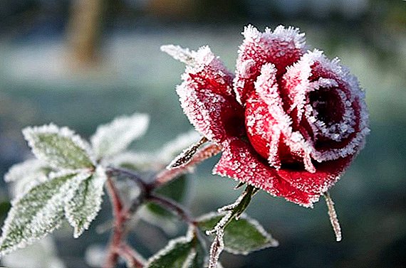 Изборот на покривање материјал и методи за засолнување рози за зимата