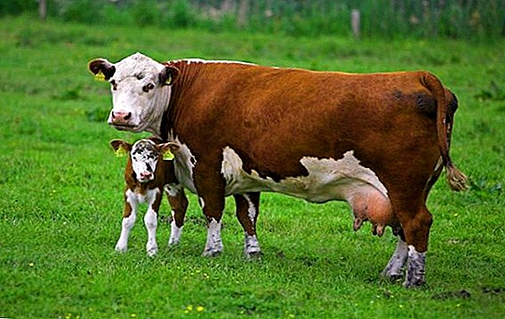 Descargas de vacas: antes e despois do parto