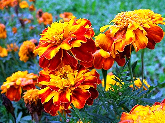 Marigold motak, barietate ezagunen argazkia eta deskribapena