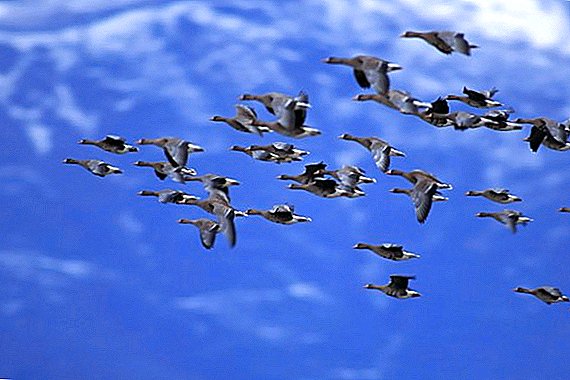 ရိုင်း Geese ၏မျိုးစိတ်: ဓာတ်ပုံ, အမည်, ဖော်ပြချက်