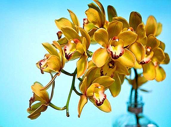 Ụdị Cymbidium orchids na aha na foto