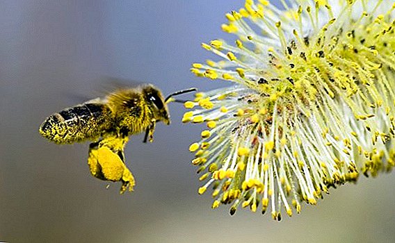 Jinis-jinis produk lebah, sing digunakake dening manungsa