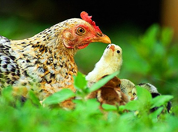 Chickens туура жашап жатабыз: эрежелерди ит жүрүп, коопсуздук