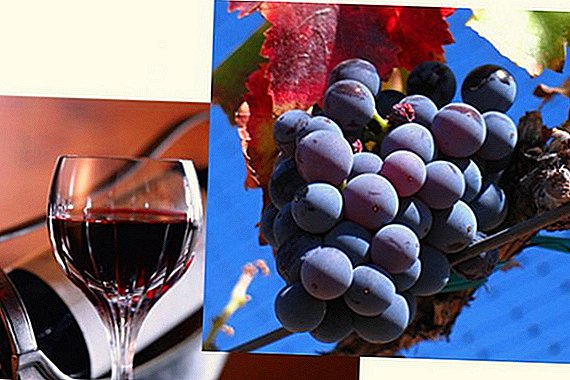 Verë Pinot Noir dhe rrush