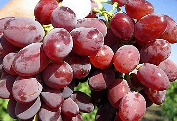 ჟოლოს სუპერ ყურძენი: თვისებები, უპირატესობები და ნაკლოვანებები