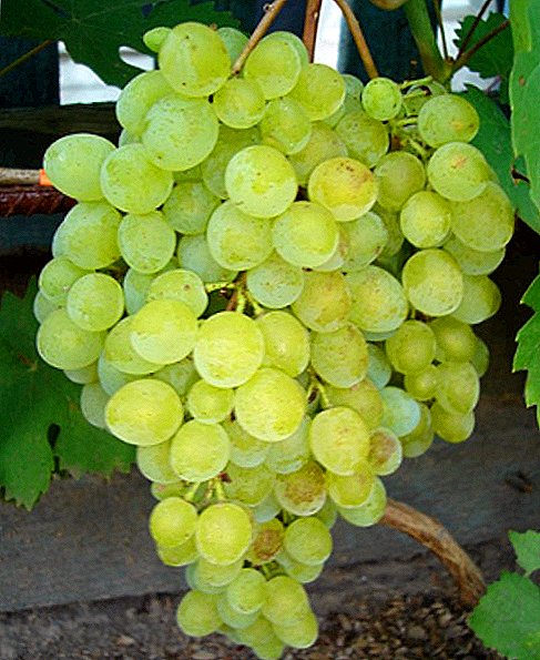 Rusbol grožđe - opis i karakteristike sorte