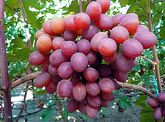Grape fjölbreytni Early Gourmet