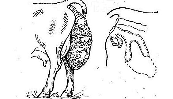 Sapae cyathos, in Fetus vacca post: Quid quod facere