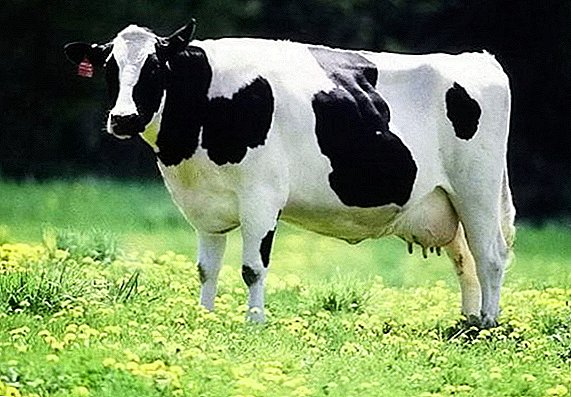 एक गाय मध्ये योनिमार्गाचा उद्रेक