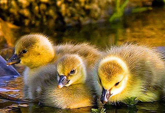 Lumalaki tayo ng mga goslings sa isang incubator