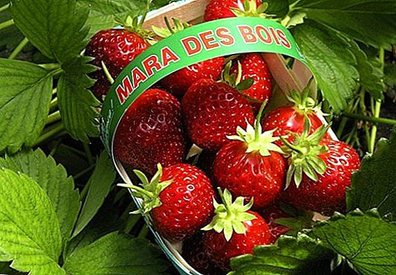 Lumalaki kami ng mga strawberry na "Mara de Bois" sa bansa