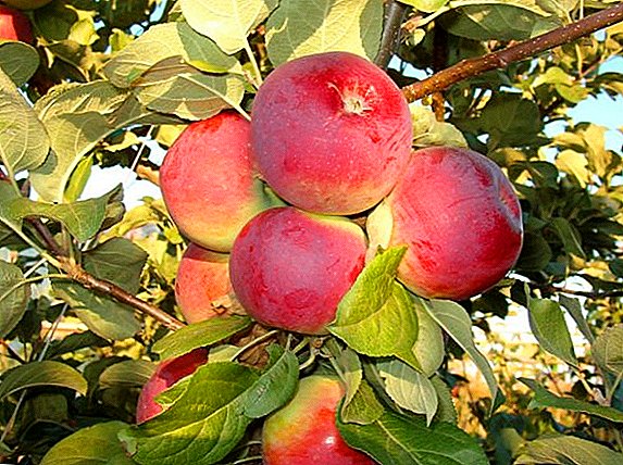 Mi uzgajamo Orlik jabuku u našem vrtu