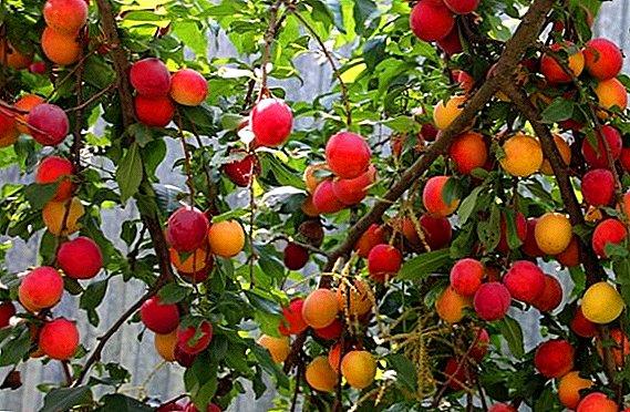 Kiltivasyon nan Kuban komèt la Cherry prin: karakteristik diferan nan plante a varyete, ak swen