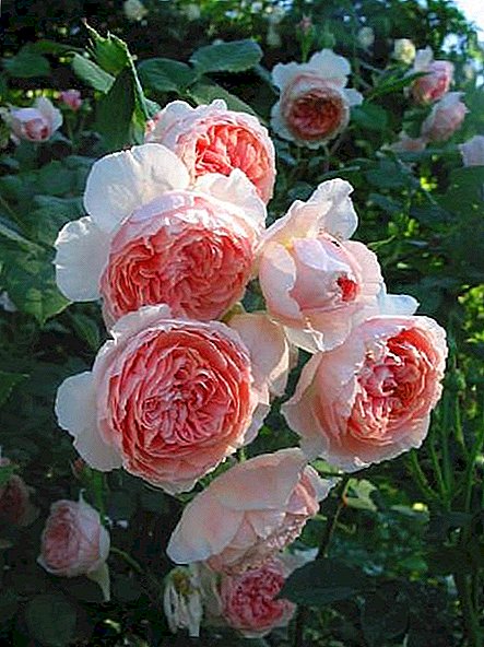 Кыргызча Roses бараткан "William Morris"