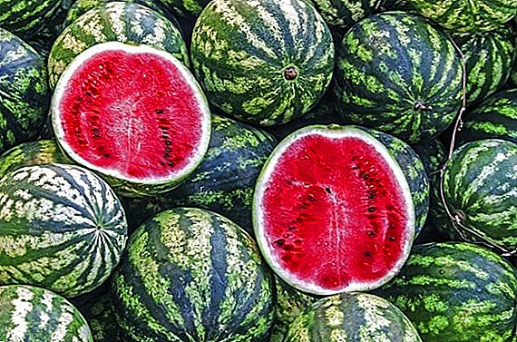 Tyfu watermelon "Astrakhan" yn y maes agored: cyfrinachau cynhaeaf enfawr