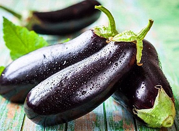 Fitomboan'ny Prado Eggplant: Fambolena sy fikarakarana legioma
