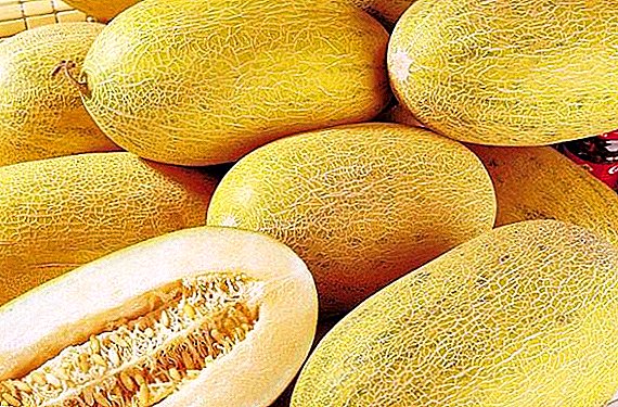 Ho hōla melon melon "Torpedo" sebakeng sa eona