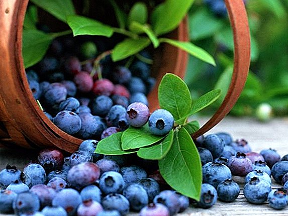 Tumuwuh blueberries: penanaman sarta jaga